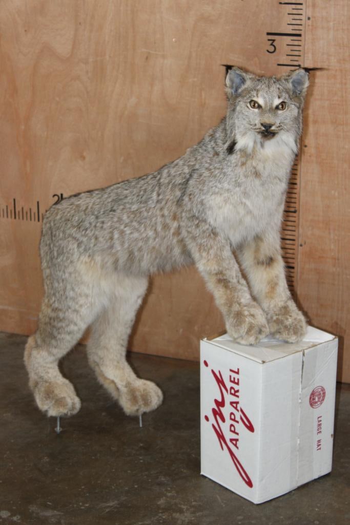 Life-sized CANADIAN LYNX on Bolts (No Base): Nice Life-sized CANADIAN LYNX on Bolts (No Base). It measures 27" Long x 8" Wide x 36" Tall and is in Good Condition. TAXIDERMY 