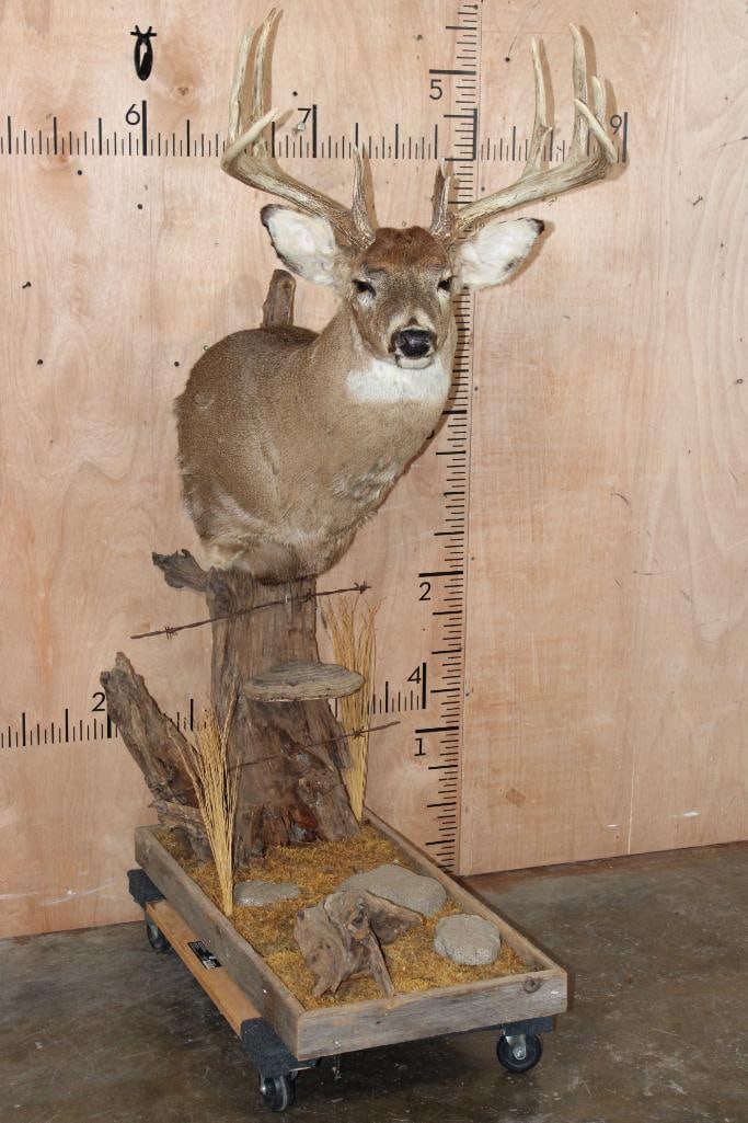 10-Point WHITETAIL DEER Mounted on a Rustic Wood Pedestal (1 of 11)