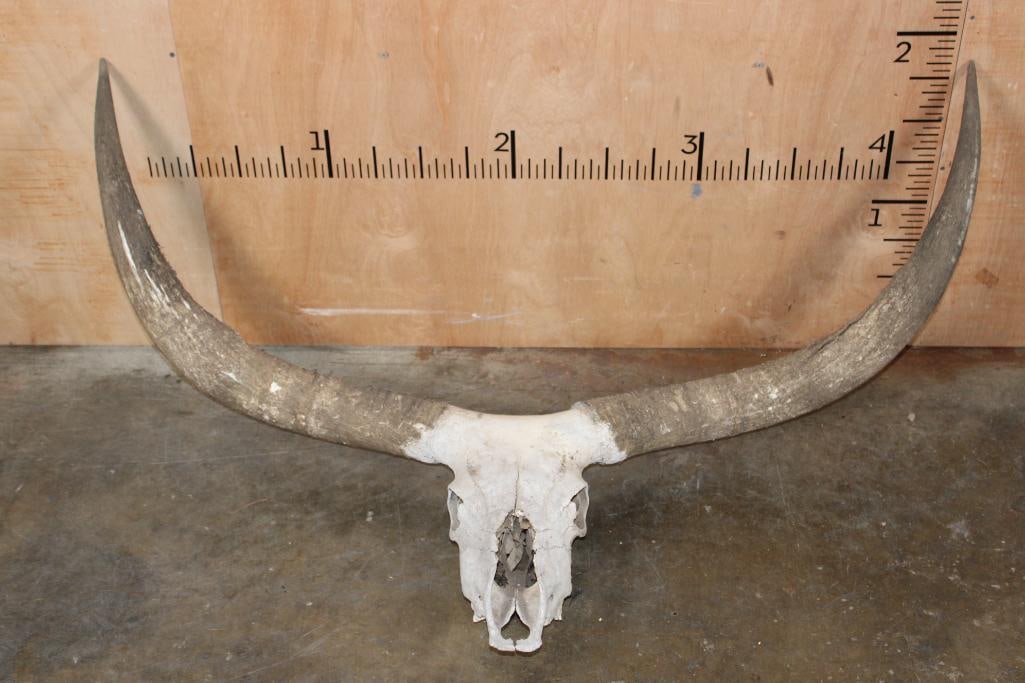 Big TEXAS LONGHORN Skull with a 54" Spread: Big "pasture collected" TEXAS LONGHORN Skull. It has a 54" Spread from horn tip to tip. There is No punch-hole, it has been weathered from the outdoor elements. TAXIDERMY SKULLS 