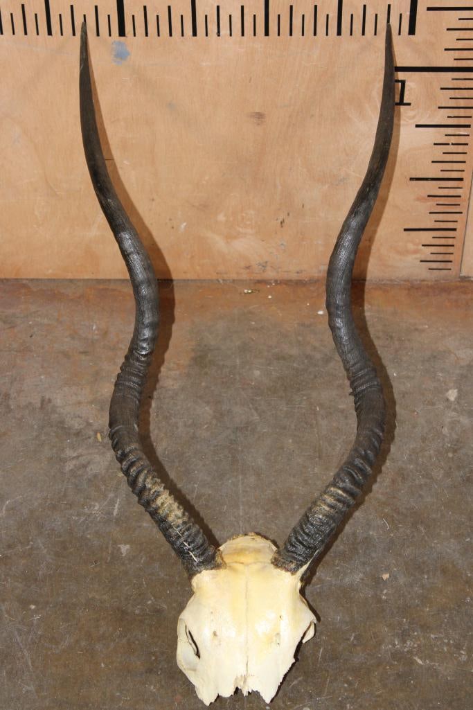 *TEXAS RESIDENTS ONLY* ADDAX ANTELOPE Partial Skull: *TEXAS RESIDENTS ONLY*! ADDAX ANTELOPE Partial Skull. It was Taken from Crown-X Ranch in Marfa, Texas-2011. TAXIDERMY SKULLS *Texas Residents Only* means YOU, the registered bidder, must have a