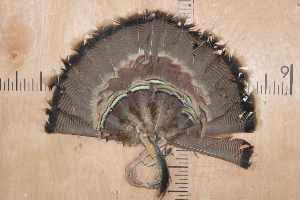 TURKEY Fan, Beard, and Feet on a Wood Wall Hanging Base: Nice TURKEY Fan, Beard, and Feet on a Wood Wall Hanging Base. It measures 25" Wide x 22" Tall. TAXIDERMY BIRDS 