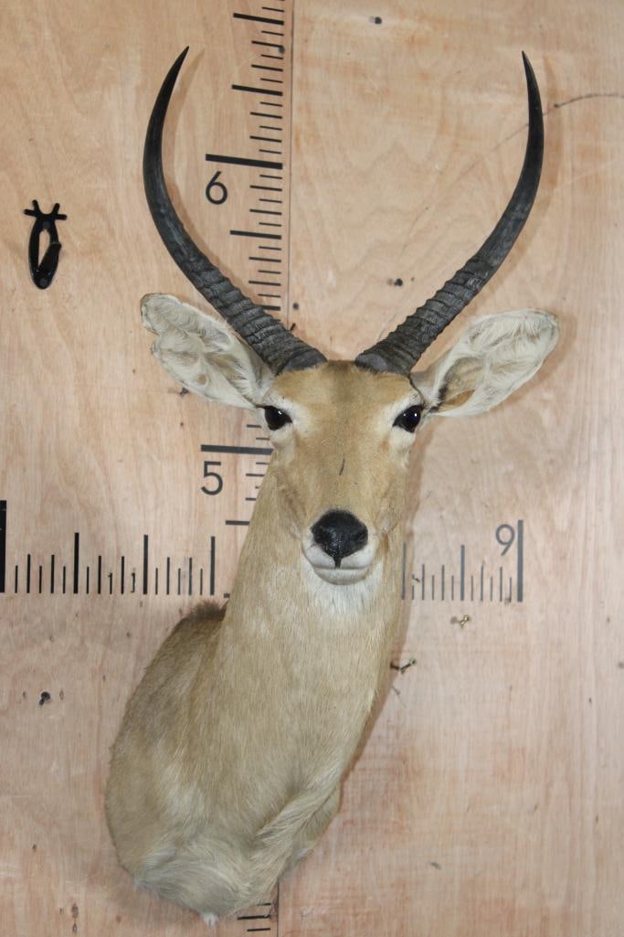 XL REEDBUCK Shoulder Mount: Nice and Clean XL REEDBUCK Shoulder Mount with a 14.5" Spread. The Left Horn measures 15.5" Long and the Right Horn measures 15.25" Long. It is in Good Condition. TAXIDERMY 