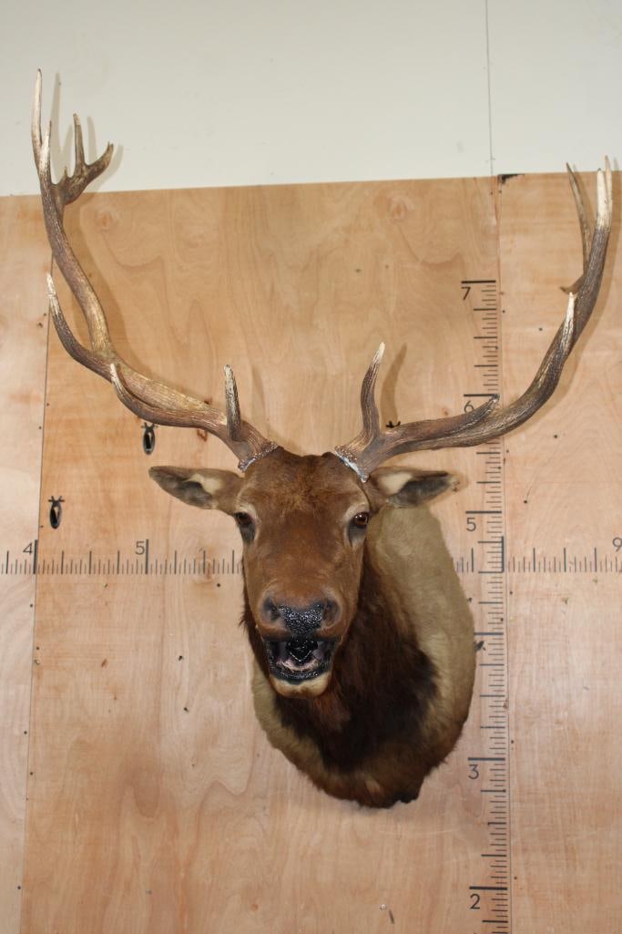 15-Point ELK Shoulder Mount with Removable Antlers (1 of 7)