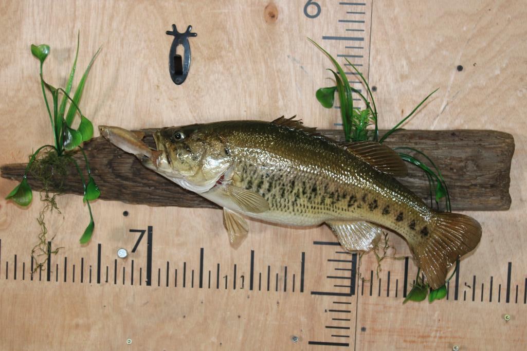 *Real Skin* SMALL MOUTH BASS on a Wood Wall Hanging Base (1 of 7)