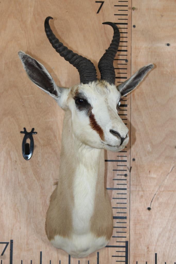 SPRINGBOK Shoulder Mount - 2