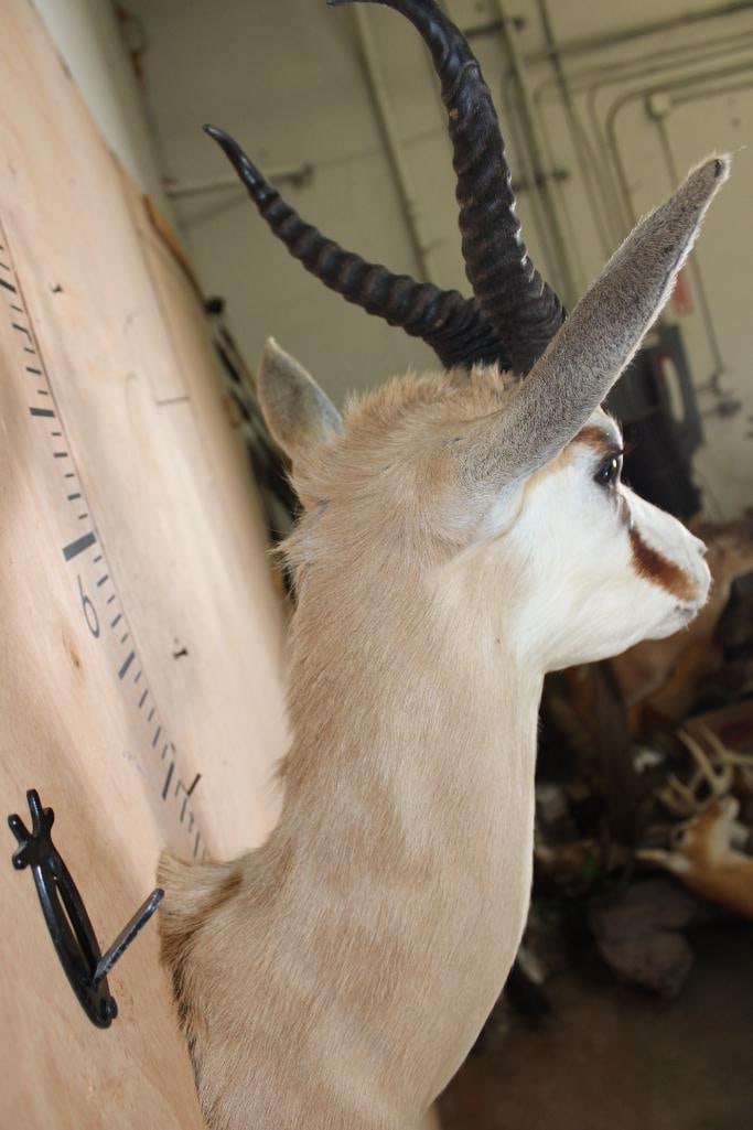 SPRINGBOK Shoulder Mount - 5