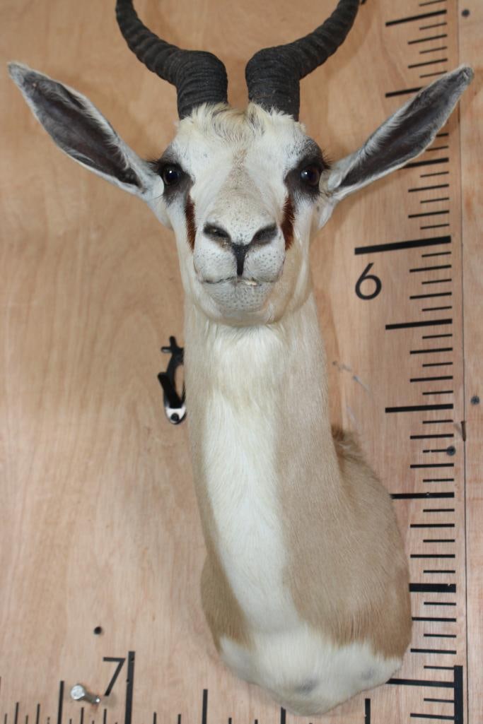 SPRINGBOK Shoulder Mount - 7