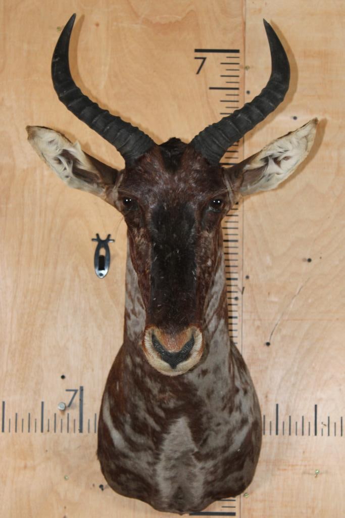 African TSESSEBE Shoulder Mount: Very Nice, Clean, and Newer African TSESSEBE Shoulder Mount. It is in Very Good Condition. TAXIDERMY 