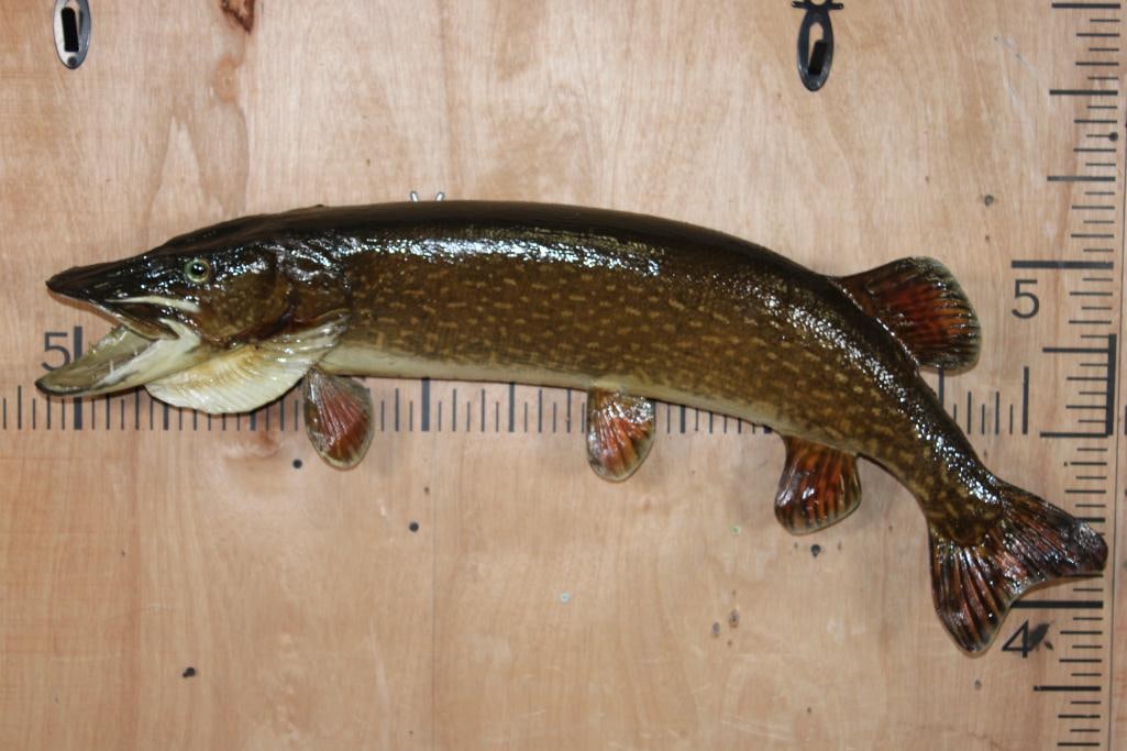 Big *Real Skin* NORTHERN PIKE Fish Mount: Newer *Real Skin* NORTHERN PIKE Fish Mount. It has 1 fin with damage, otherwise it is in Good Condition. TAXIDERMY 