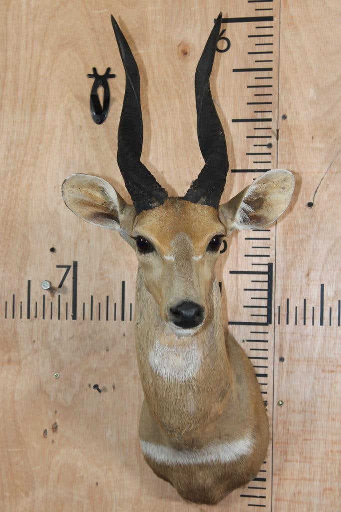 Big BUSHBUCK Shoulder Mount: Big BUSHBUCK Shoulder Mount. This is an older mount in Good Condition. TAXIDERMY 