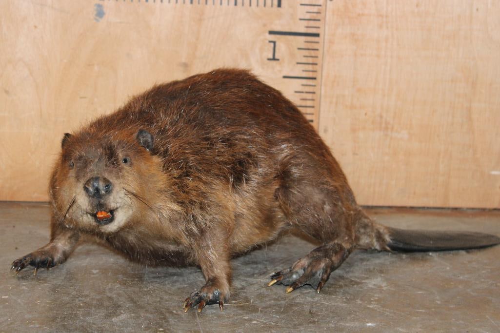Life-sized Freestanding BEAVER Mount: Life-sized Freestanding BEAVER Mount Taken in Georgia. He measures 30.5" Long x 12" Wide x 10" Tall. Hair is falling out in some spots but he sure is cute! TAXIDERMY 