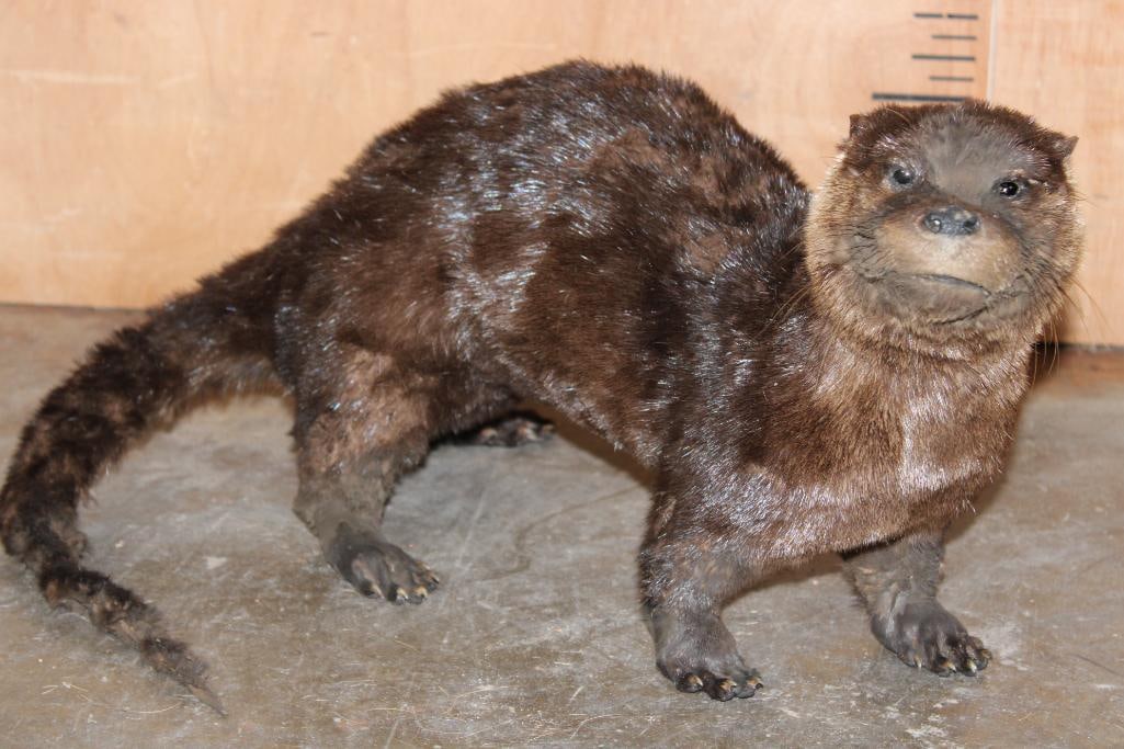 Life-sized Freestanding OTTER Mount: Life-sized Freestanding OTTER Mount Taken in Georgia. He measures 22" Long x 13" Wide x 11" Tall. It is in rough shape but he is still adorable! TAXIDERMY 