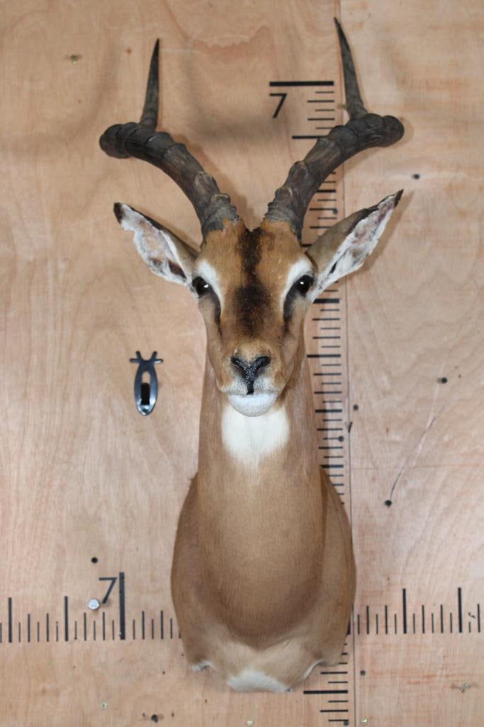 IMPALA Shoulder Mount (1 of 7)