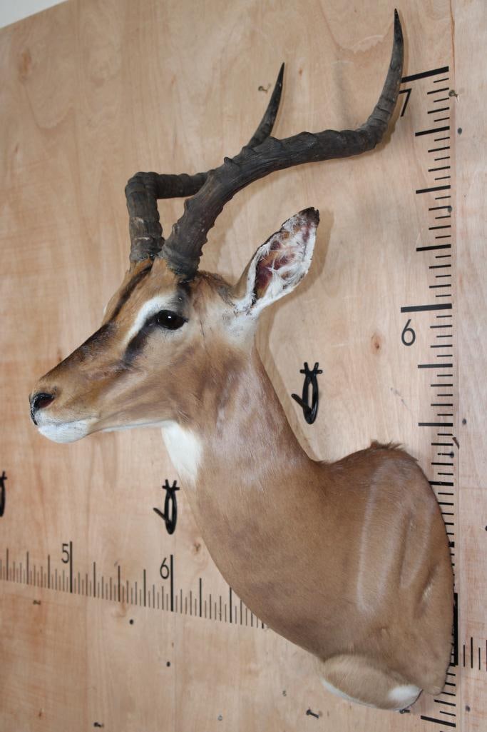 IMPALA Shoulder Mount - 2