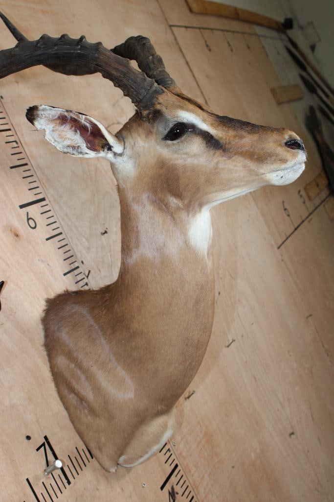 IMPALA Shoulder Mount - 4