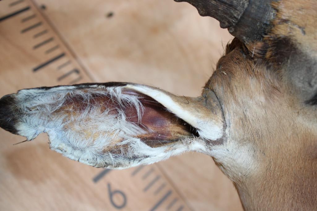 IMPALA Shoulder Mount - 5