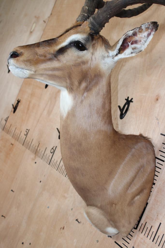 IMPALA Shoulder Mount - 6