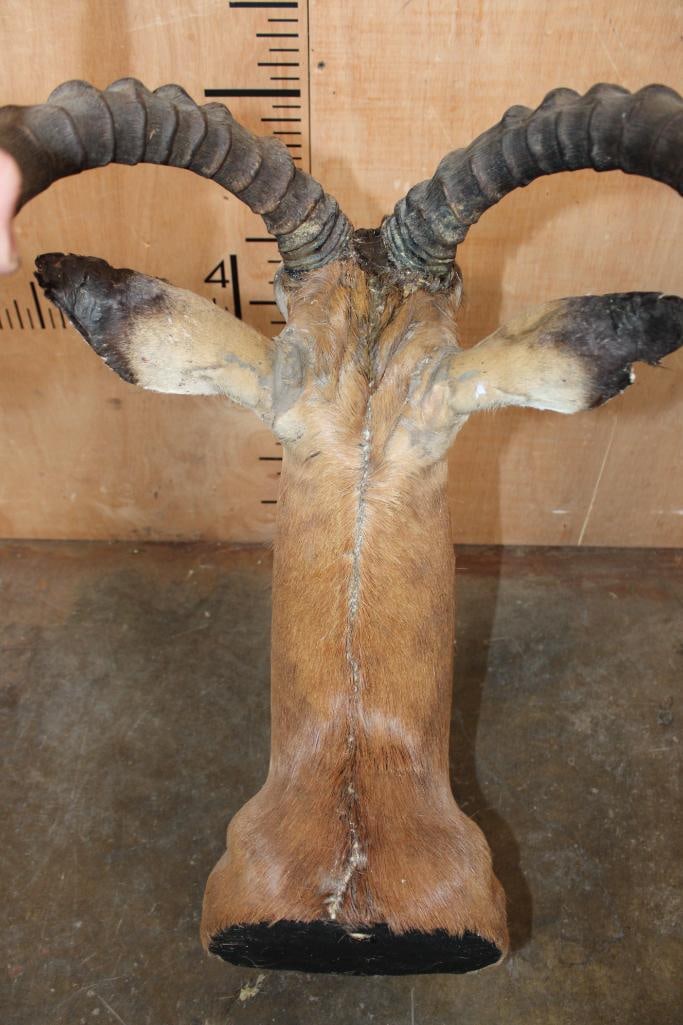 IMPALA Shoulder Mount - 7