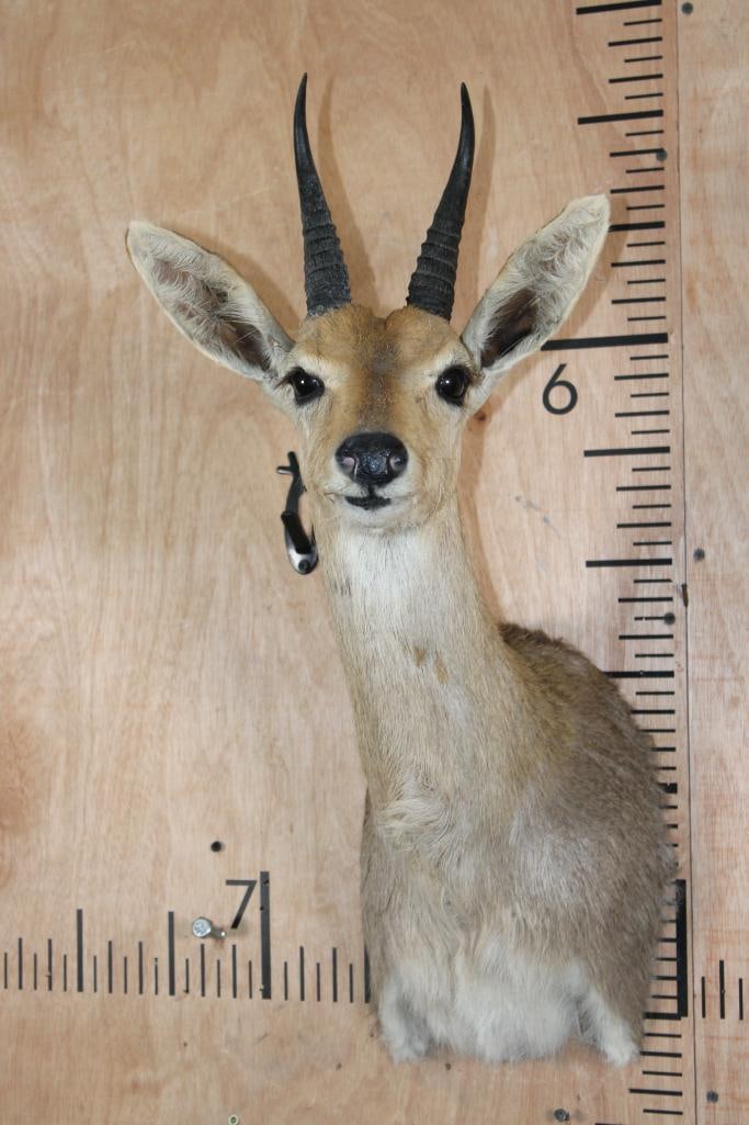 MOUNTAIN REEDBUCK Shoulder Mount: Nice MOUNTAIN REEDBUCK Shoulder Mount. It is in Good Condition. TAXIDERMY 