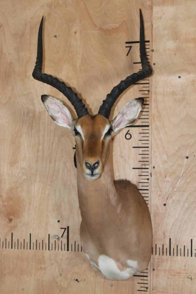 IMPALA Shoulder Mount (1 of 8)