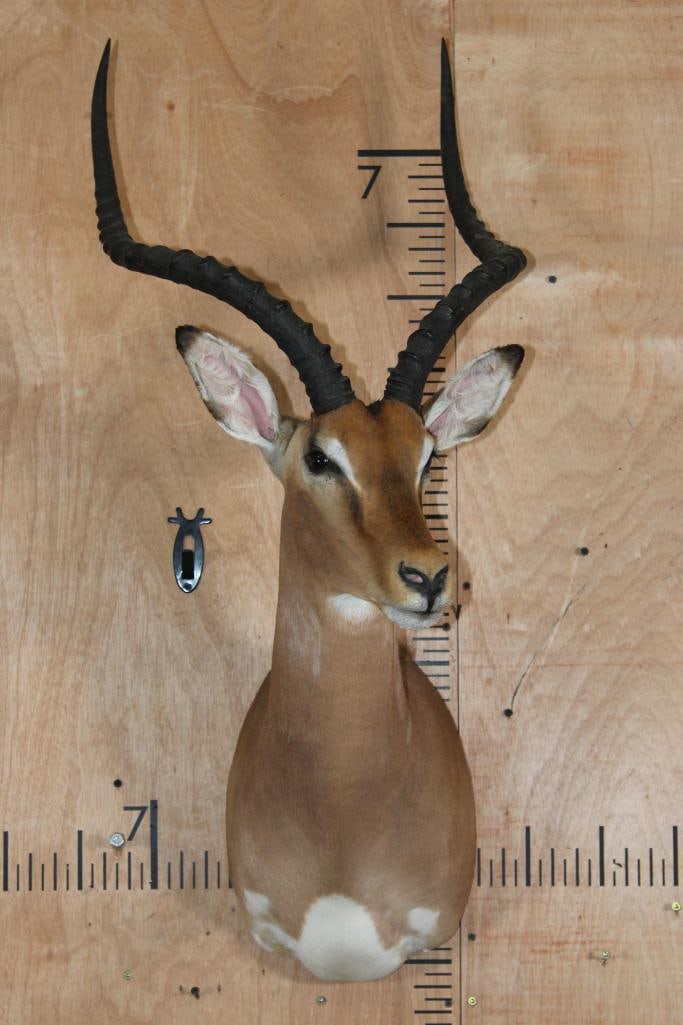 IMPALA Shoulder Mount - 2