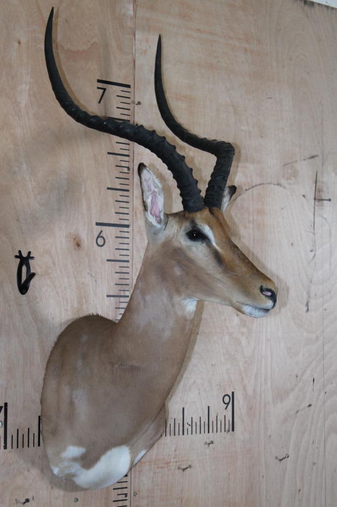 IMPALA Shoulder Mount - 3