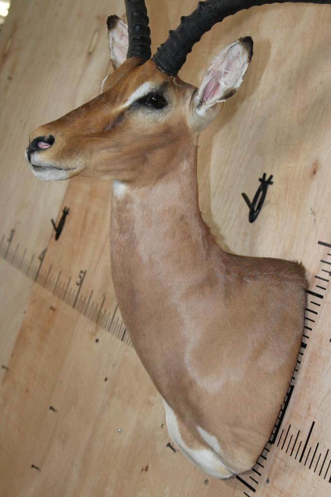 IMPALA Shoulder Mount - 5