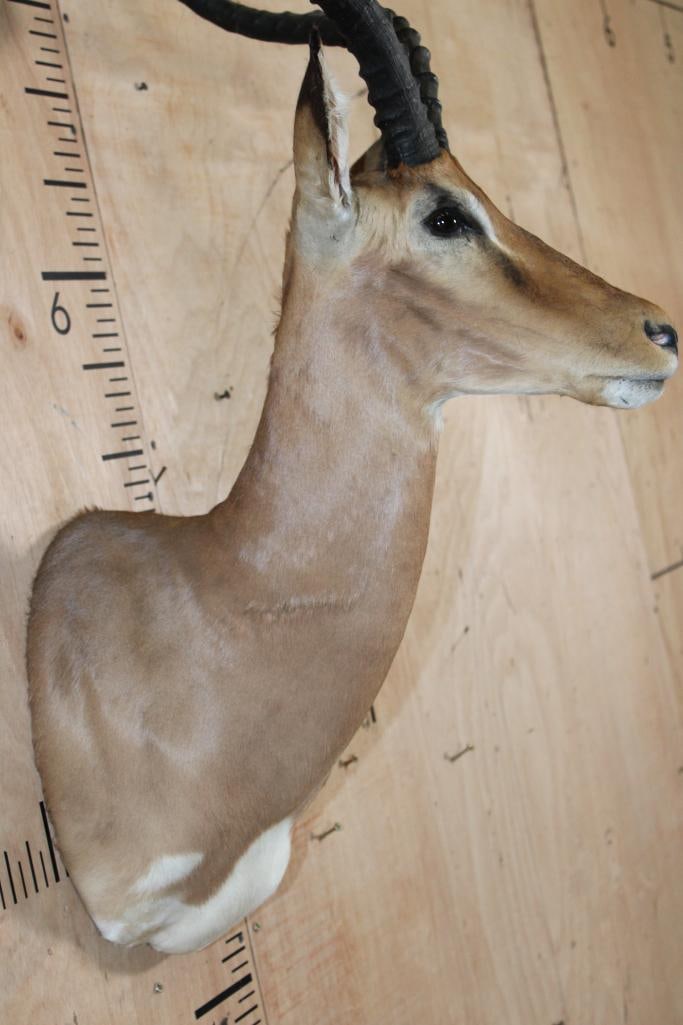 IMPALA Shoulder Mount - 6