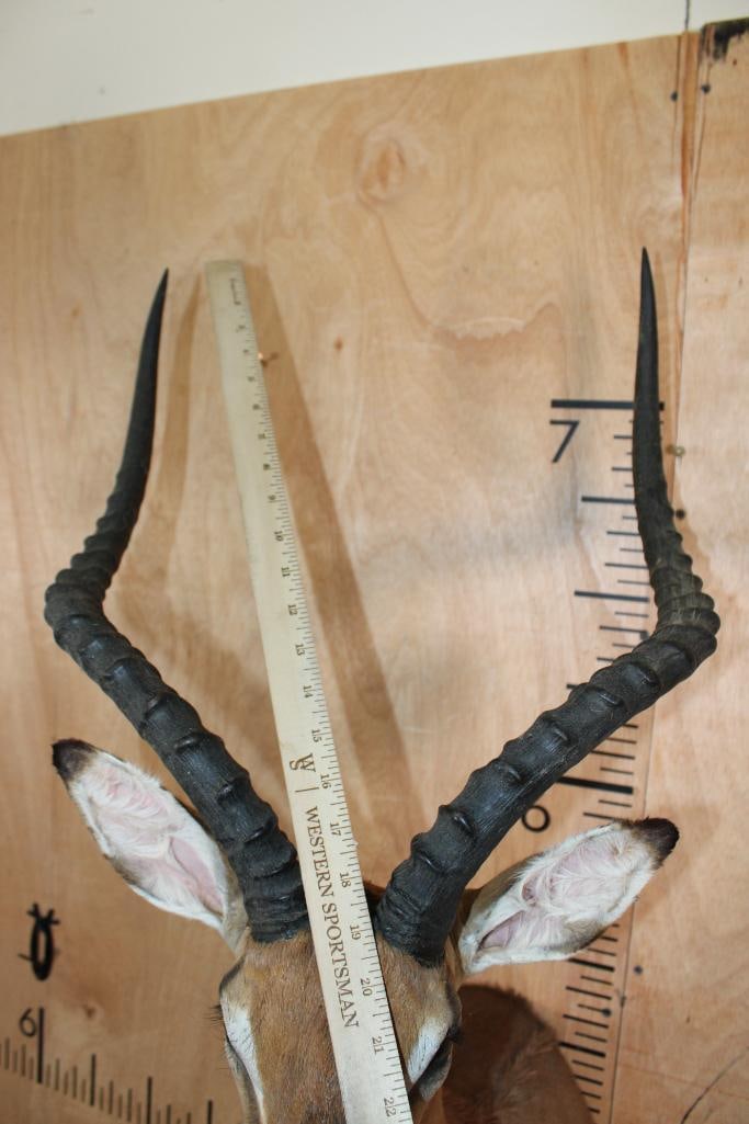 IMPALA Shoulder Mount - 8