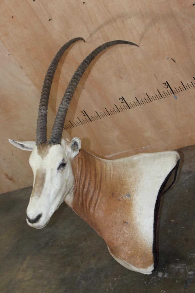 *TEXAS RESIDENTS ONLY* SCIMITAR HORNED ORYX Pedestal Mount: *TEXAS RESIDENTS ONLY*! SCIMITAR HORNED ORYX Pedestal Mount with No Pedestal. The Left Horn measures 39.25" Long and the Right Horn measures 39.75" Long. TAXIDERMY *Texas Residents