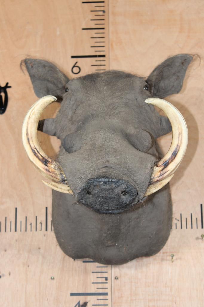 WARTHOG Shoulder Mount: WARTHOG Shoulder Mount with Big *Real Tusks*. This is an older mount in Fair Condition. TAXIDERMY 