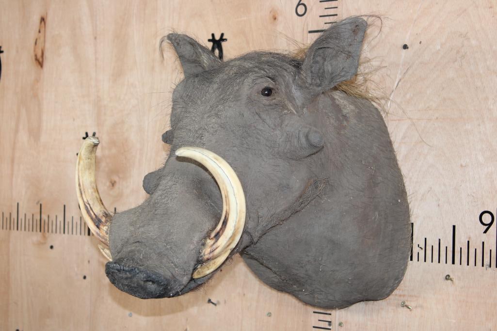 WARTHOG Shoulder Mount - 2