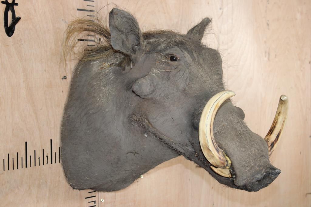 WARTHOG Shoulder Mount - 3