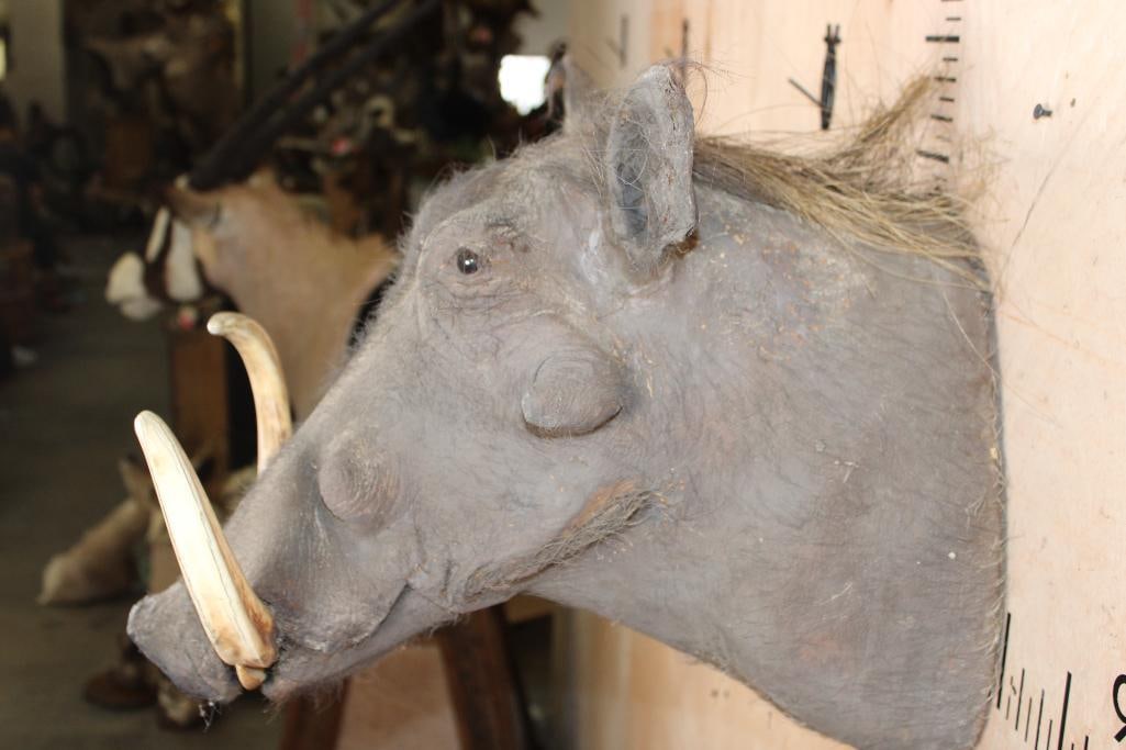 WARTHOG Shoulder Mount - 5