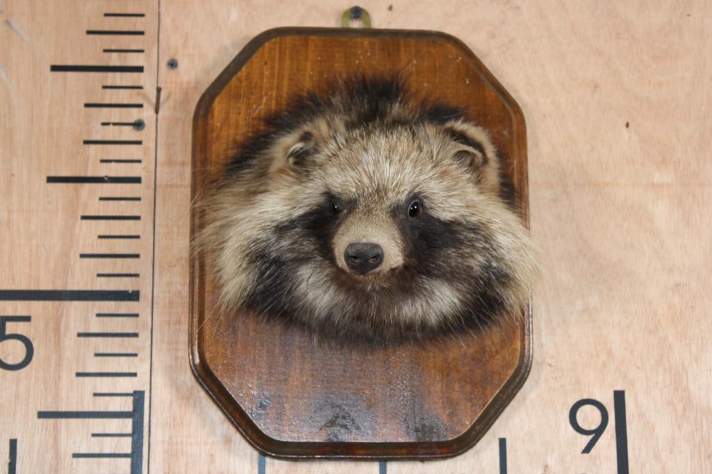 JAPANESE RACCOON DOG or "Tanuki" Head Mount on a Wood Plaque: Adorable *Rare* JAPANESE RACCOON DOG or "Tanuki" Head Mount on a Wood Plaque. It is in Good Condition. TAXIDERMY 