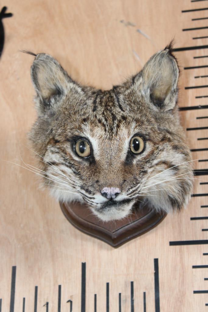 BOBCAT Head Mounted on a Wood Plaque (1 of 6)