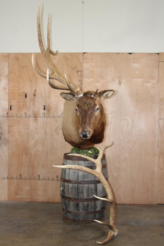 Massive 13-Point ELK Pedestal Mount with Removable Antlers (1 of 13)