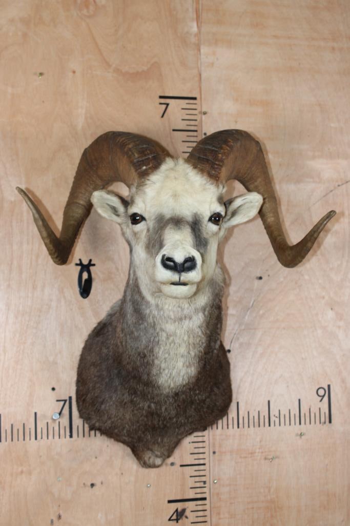 Big STONE SHEEP Ram Shoulder Mount (1 of 10)