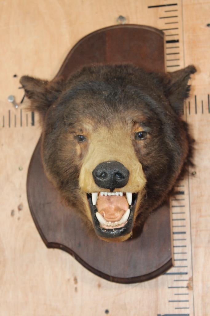 BLACK BEAR Head Mounted on a Partial Wood Plaque: Old BLACK BEAR Head Mounted on a Partial Wood Plaque. He is in rough shape, the neck is bald but he is cute! TAXIDERMY 