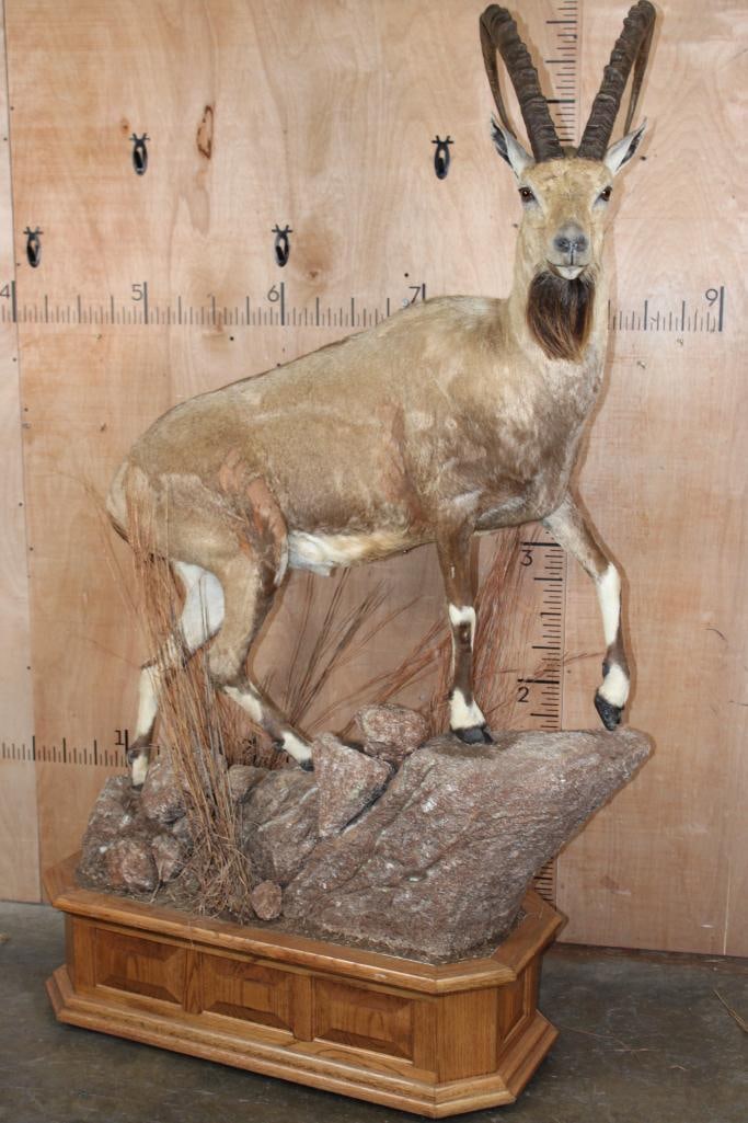 Life-sized NUBIAN IBEX on a Wood and Rock Base with Wheels: Life-sized NUBIAN IBEX Taken in Junction, Texas-2003. The Left Horn measures 29.75" Long and the Right Horn measures 30" Long. He is mounted on a Wood and Rock Base with Wheels, the Total Mount