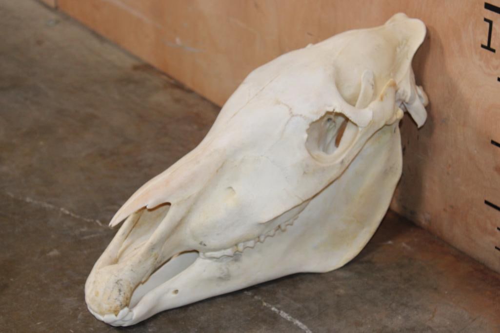 ZEBRA Skull with All its Teeth: Beautiful ZEBRA Skull with All its Teeth and No Glued Jaw. It measures 17.75" Long x 7.25" Wide x 11" Tall and is in Great Condition. TAXIDERMY SKULLS 
