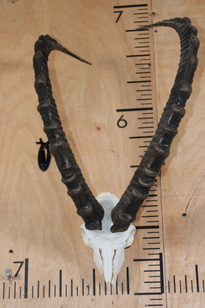 IBEX Skull with All its Teeth and No Nose Cone: IBEX Skull with All its Teeth and No Nose Cone. The Left Horn measures 30.25" Long and the Right Horn measures 30.5" Long. It is complete with a wall hanger for display. TAXIDERMY SKULLS 