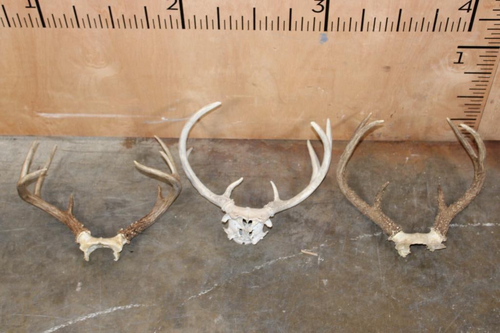 (3) WHITETAIL DEER Racks on Skull Caps: 3 WHITETAIL DEER Racks on Skull Caps. There are 2 8-Point Racks and 1 6-Point Rack. TAXIDERMY SKULLS 