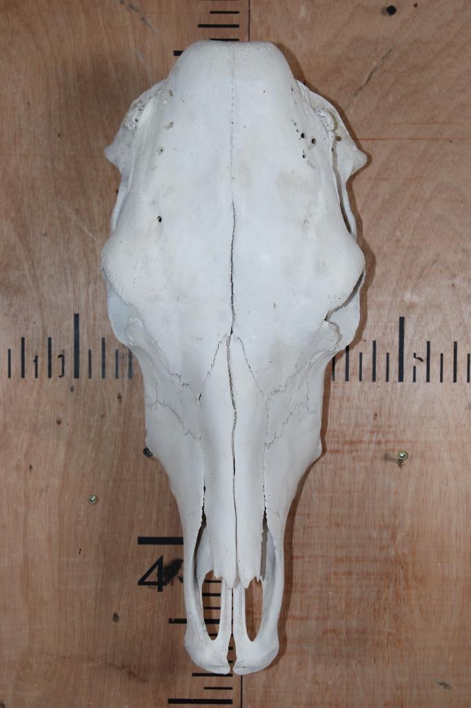 COW Upper Skull: Nice COW Upper Skull. It measures 21" Long x 9" Wide x 7.25" Tall and is in Good Condition. TAXIDERMY SKULLS 