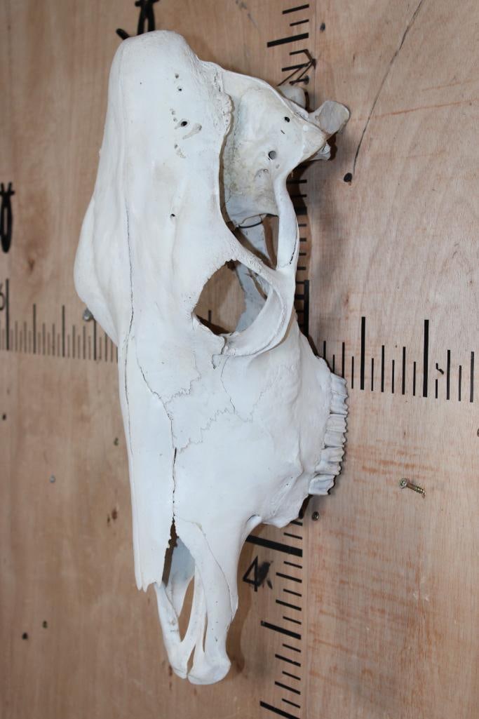 COW Upper Skull - 2