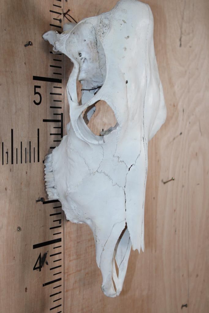 COW Upper Skull - 3