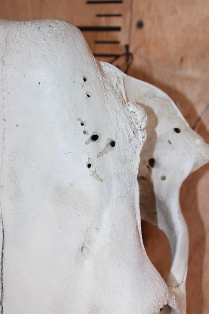 COW Upper Skull - 5