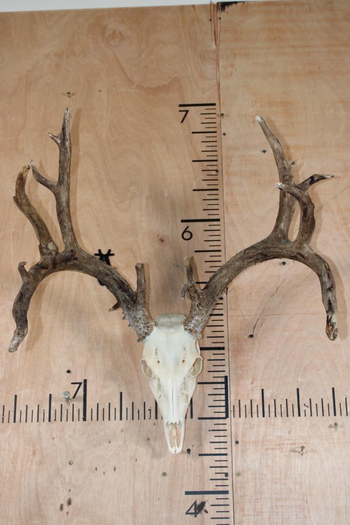 Big 15-Point WHITETAIL DEER Skull: Big 15-Point WHITETAIL DEER Skull. It has a 24" Spread and All but 2 Teeth. TAXIDERMY SKULLS 