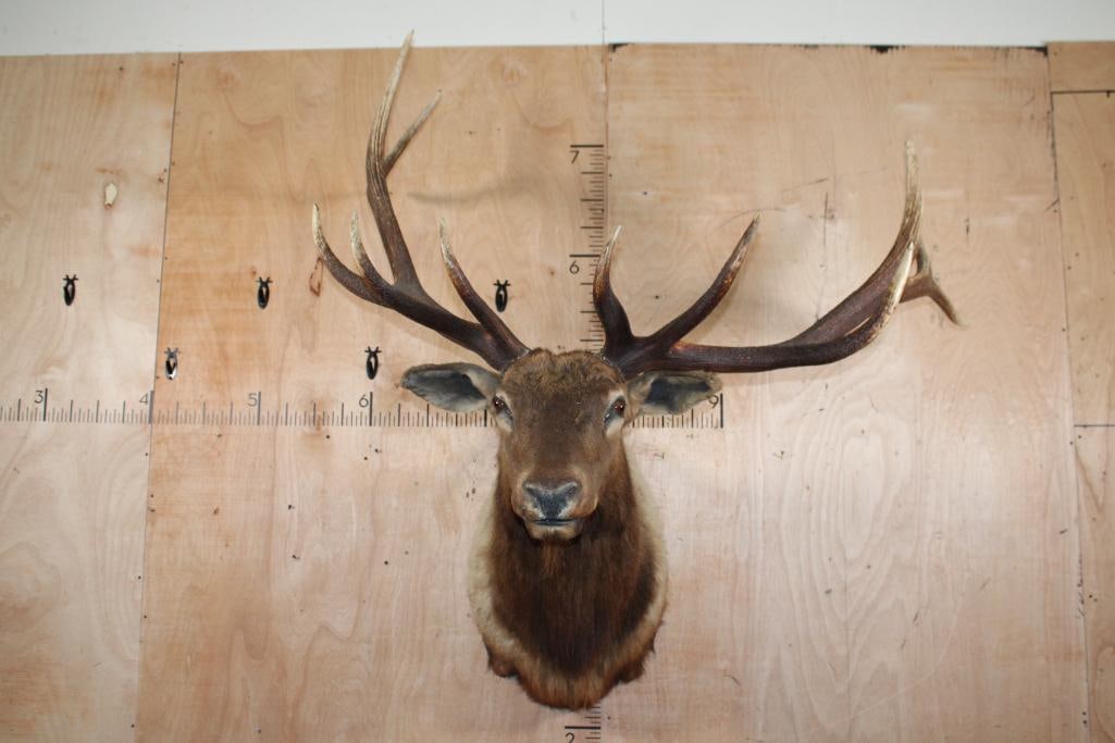 Big 12-Point ELK Shoulder Mount: Big 12-Point ELK Shoulder Mount. It could use some work. TAXIDERMY 