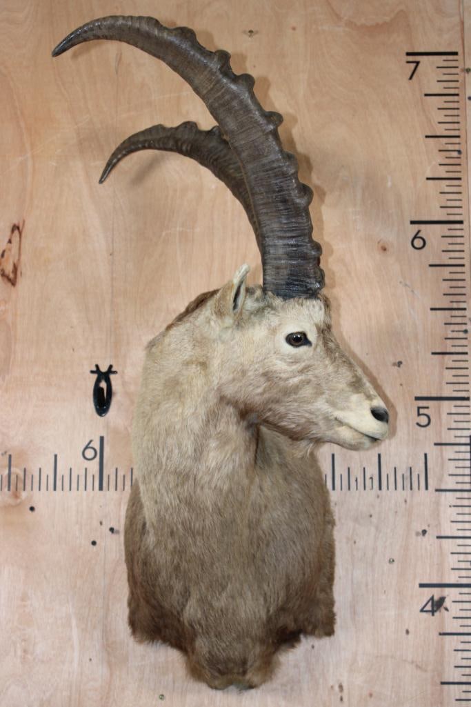 IBEX Shoulder Mount: IBEX Shoulder Mount. The Left Horn measures 26 1/8" Long and the Right Horn measures 25 3/8" Long. It is in Good Condition. TAXIDERMY 